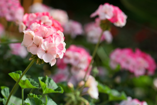 [How to care your geraniums and ivy geraniums] Tips for keeping them flowered throughout the year